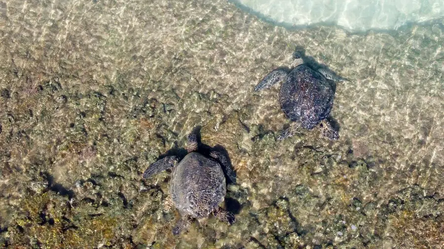 Sea turtles in the shallow water