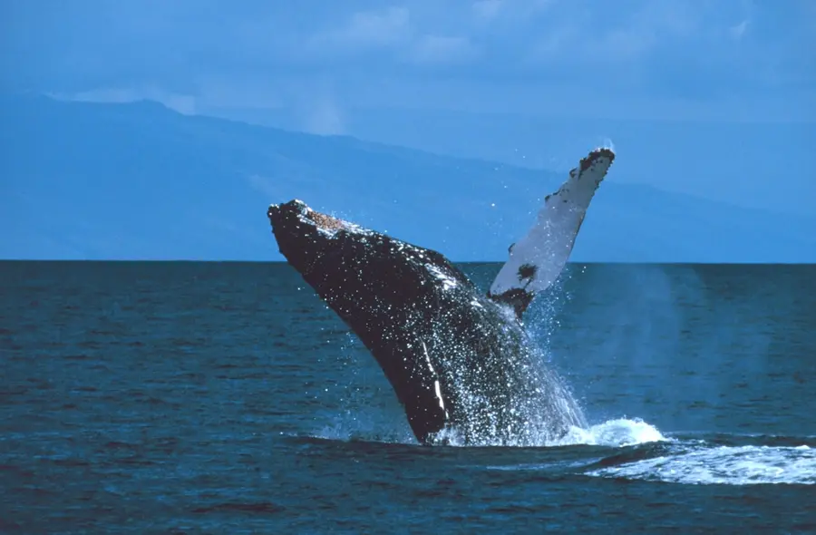 Front row seats from the lanai to numerous whale sightings throughout the day during Humpback Whale Season (Nov-Apr).