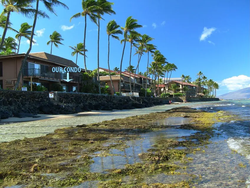 12 feet from the water, about 25 feet and you are down the steps in the water! We are situated directly in front of the Kahekili Marine Reserve! We have a unique eco-system that is enjoyed by sea turtles and is fun to snorkel in!