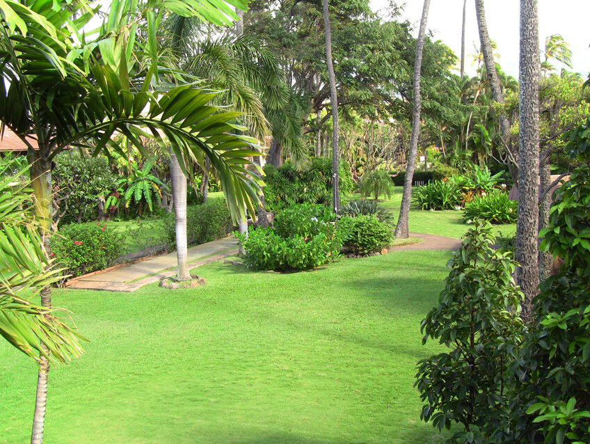 Tropical grounds at Maui Sands